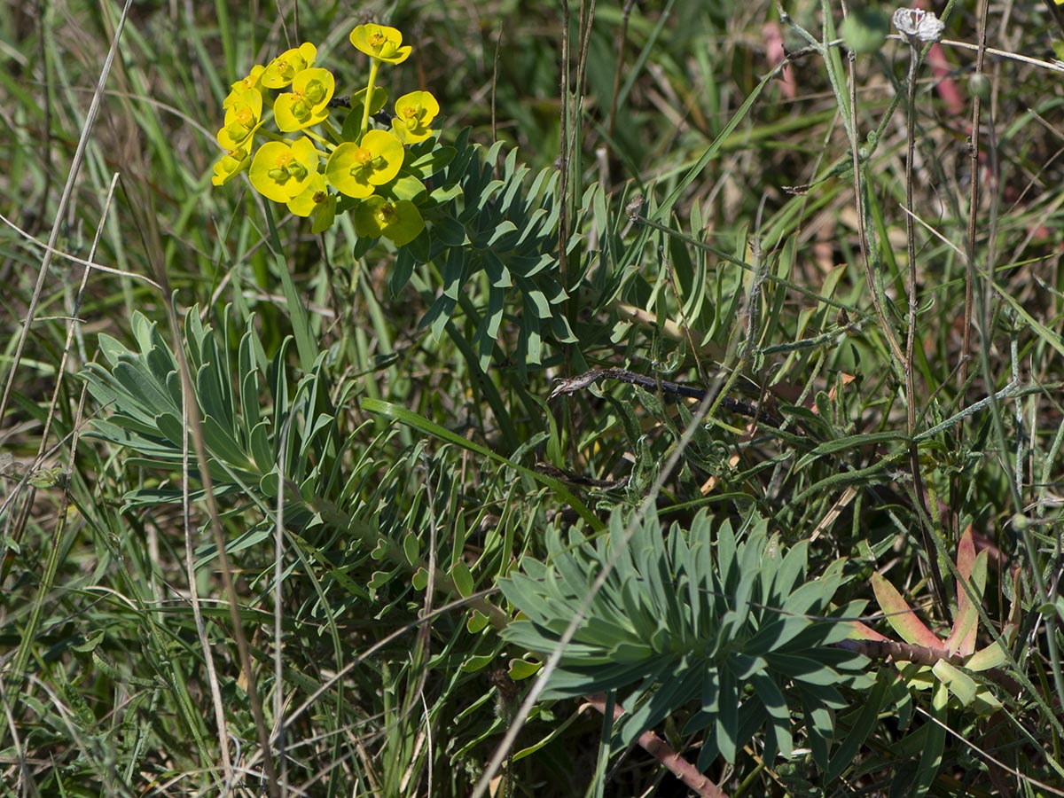 Habitus